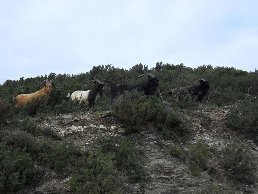 U Licetu A La Campagne *